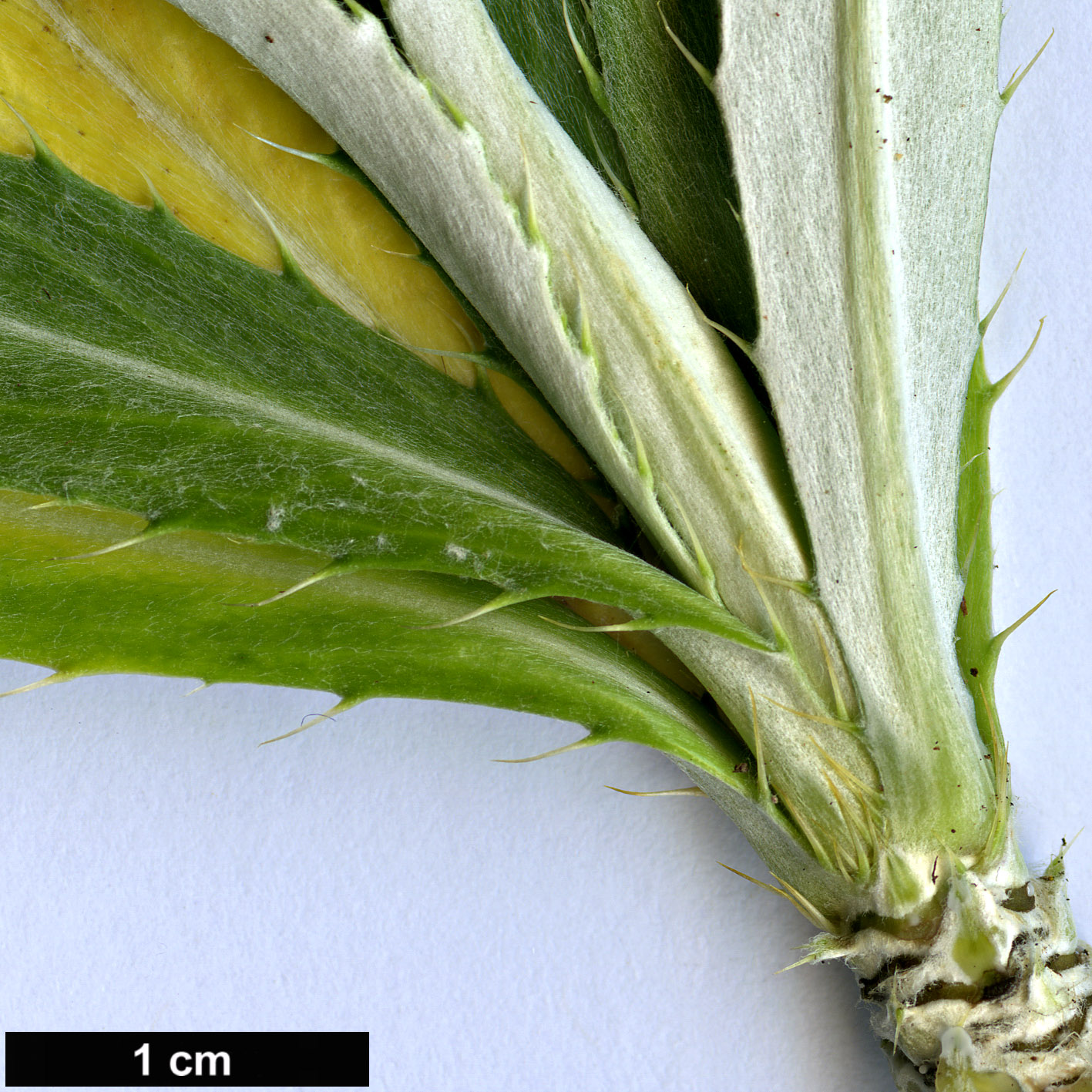 High resolution image: Family: Asteraceae - Genus: Carlina - Taxon: salicifolia - SpeciesSub: var. salicifolia